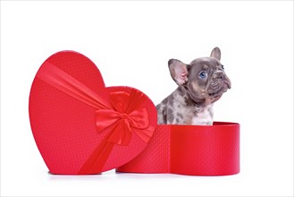 French Bulldog dog puppy in Valentine's Day gift box in shape of red heart on white background