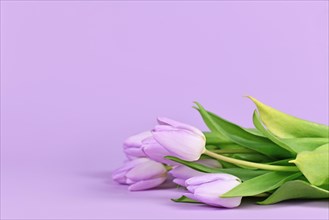 Violet tulip spring flowers on pastel colored background with copy space