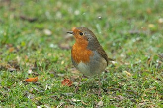 Robin sitting in green grass looking from front left with snowflakes
