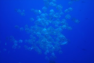 Large group of roundhead batfish