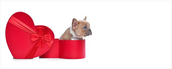 Valentine's day banner with French Bulldog dog puppy peeking out of red heart shaped gift box on white background