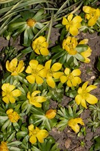 Winter Aconite several canes with green leaves and yellow open flowers on top of each other