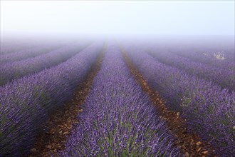Lavender field in the morning mist on the Palteau de Valensole