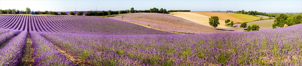 Lavender field on the Palteau de Valensole