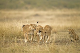 Three female lionesses interacting with each other while a sub adult lion looks on in Masai Mara