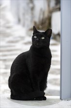 Black cat in the alleys of Mykonos
