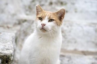 White cat with brown head