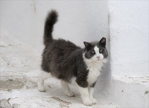 Cat in the alleys of Mykonos