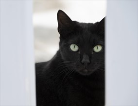 Black cat looking out from between white fence