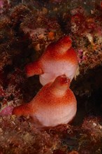 Two red sea squirts