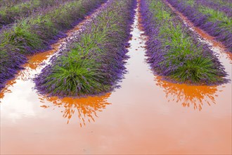 Flooded lavender field after heavy rain