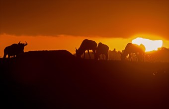 Grazing wildebeests at sunset in the plains of Masai Mara