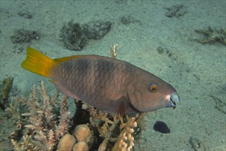 Rusty parrotfish