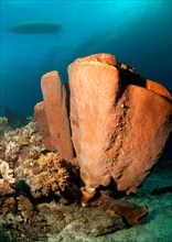 Large barrel sponge