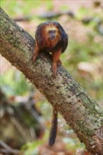 Golden-headed lion tamarin