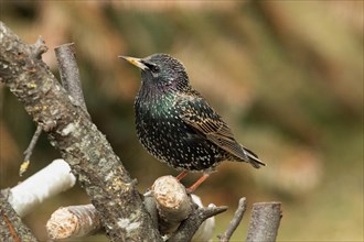Starling standing on branch looking left