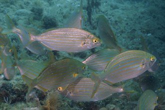 Group of golden sarpa