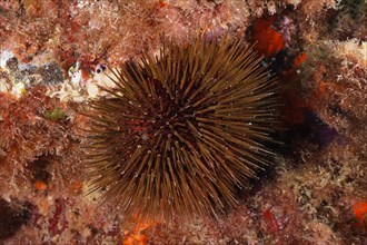 Rock sea urchin