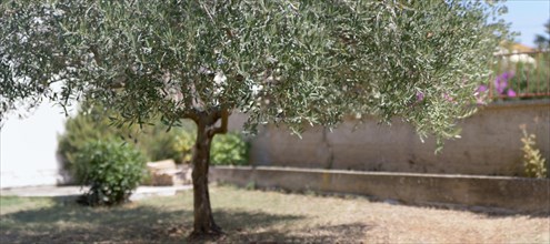 Small olive oil tree in a garden