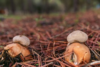 Close-up of an earth star