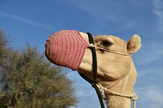 Camel in a sandy desert