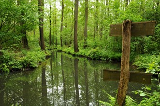 Morning atmosphere in the Spreewald near Lehde