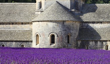Cistercian monastery of Senanque beside lavender field