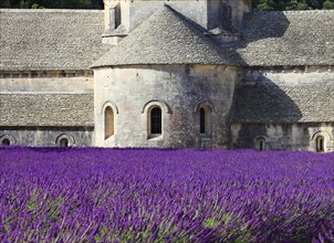 Cistercian monastery of Senanque beside lavender field