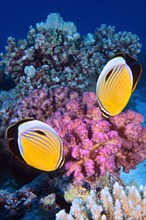 Two blacktail butterflyfish