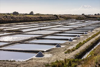 Saltworks for the extraction of sea salt near Loix