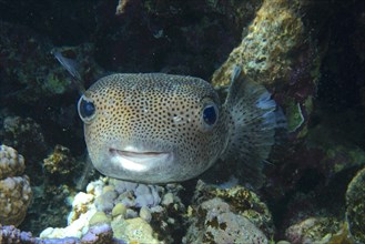 Portrait of spot-fin porcupinefish