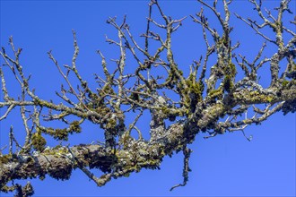 Bare branches with moss and lichen
