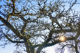 Bare branches with moss and lichen