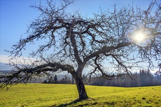 Bare branches with moss and lichen