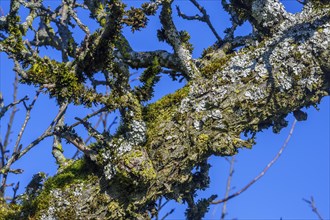Bare branches with moss and lichen