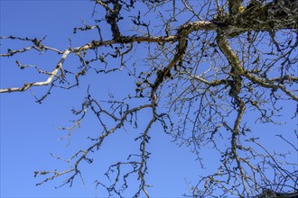 Bare branches with moss and lichen