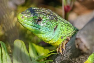 Portrait of the green western green lizard