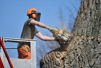 Worker cuts down a strong tree with a chain saw
