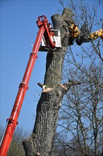 Tree felling with a felling crane in Ahnepark