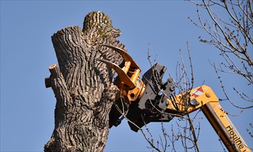 Tree felling with a felling crane in Ahnepark