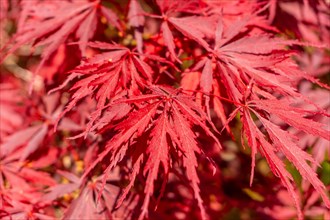 (Acer Palmatum) de Inaba Shidare, red flowers in the Iturraran Natural Park, Basque Country