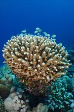 Stony coral