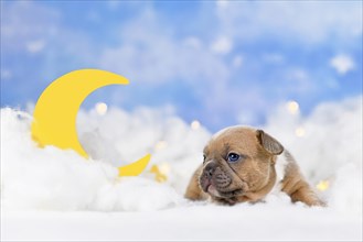 Choco red fawn French Bulldog puppy between fluffy clouds with moon and stars