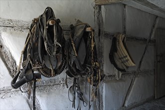Old horse halter in the horse and cow stable