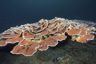 Giant Lettuce Coral