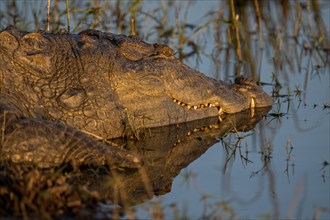 Head shot of an Indian marsh crocodile or mugger and its reflection in water