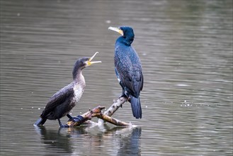 Two great cormorant