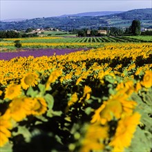 Lavender and sunflower field on the Palteau de Valensole
