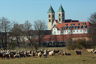 Flock of sheep with many animals in green meadow in front of former monastery Biburg standing in front of blue sky looking different