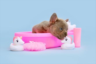 Cute French Bulldog dog puppy in pink bathtub with rubber unicorns on blue background